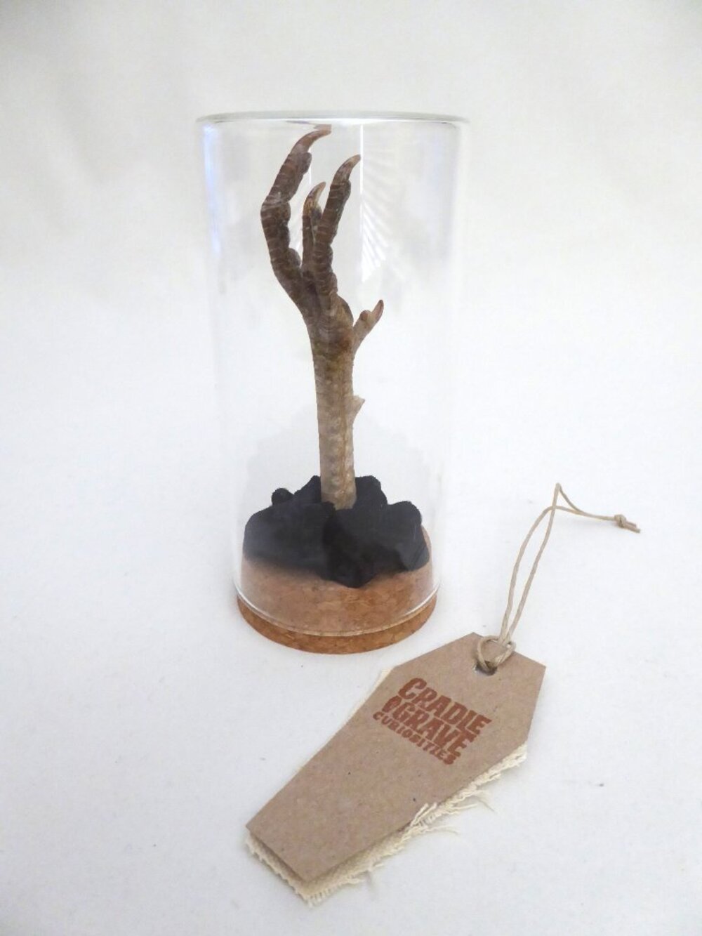 NEW TAXIDERMY CHICKEN FOOT UNDER GLASS ODDITY CURIOSITY GOTHIC